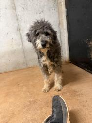 Found/Stray Unknown Dog last seen Rt 66, Lincoln County, OK 74881