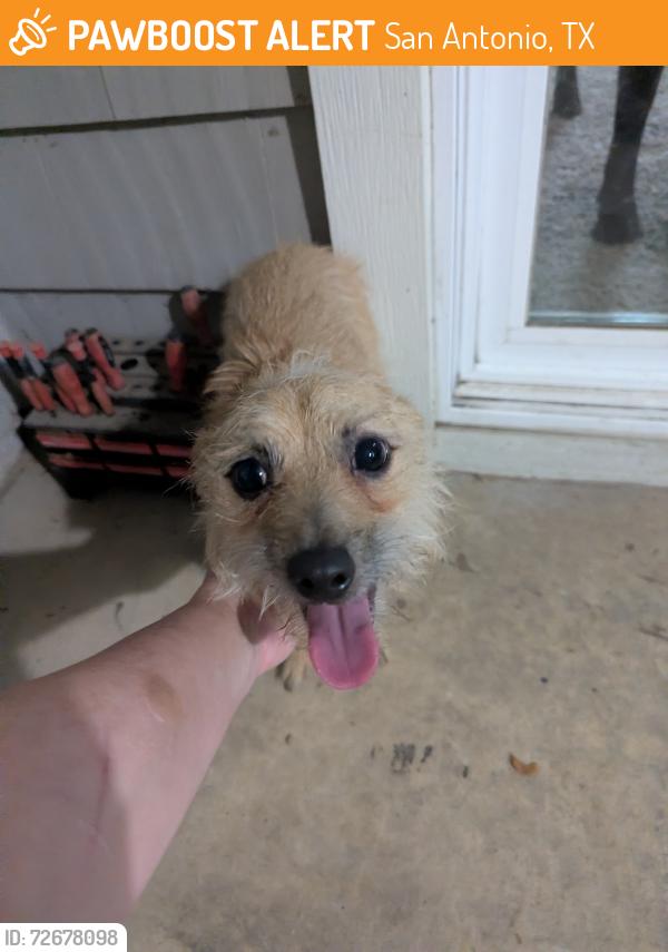 Found/Stray Male Dog last seen Behind Progressive , San Antonio, TX 78229