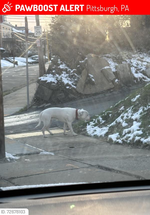 Lost Unknown Dog last seen Near Sherwood avenue across from Langley school near church, Pittsburgh, PA 15204