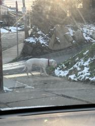 Lost Unknown Dog last seen Near Sherwood avenue across from Langley school near church, Pittsburgh, PA 15204