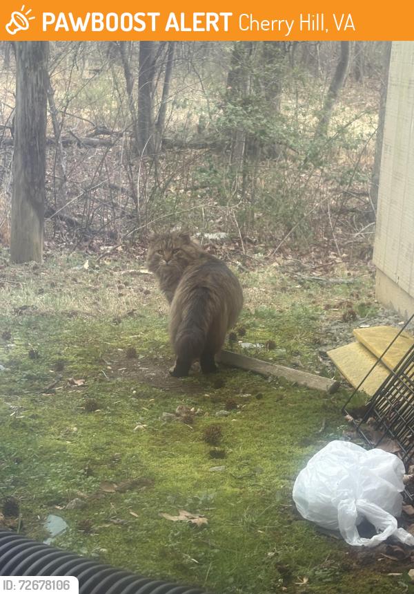 Found/Stray Unknown Cat last seen Potomac ridge apmts , Cherry Hill, VA 22191