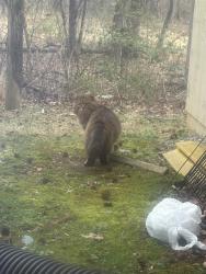 Found/Stray Unknown Cat last seen Potomac ridge apmts , Cherry Hill, VA 22191
