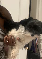 Lost Male Dog last seen Apt, Houston, TX 77088