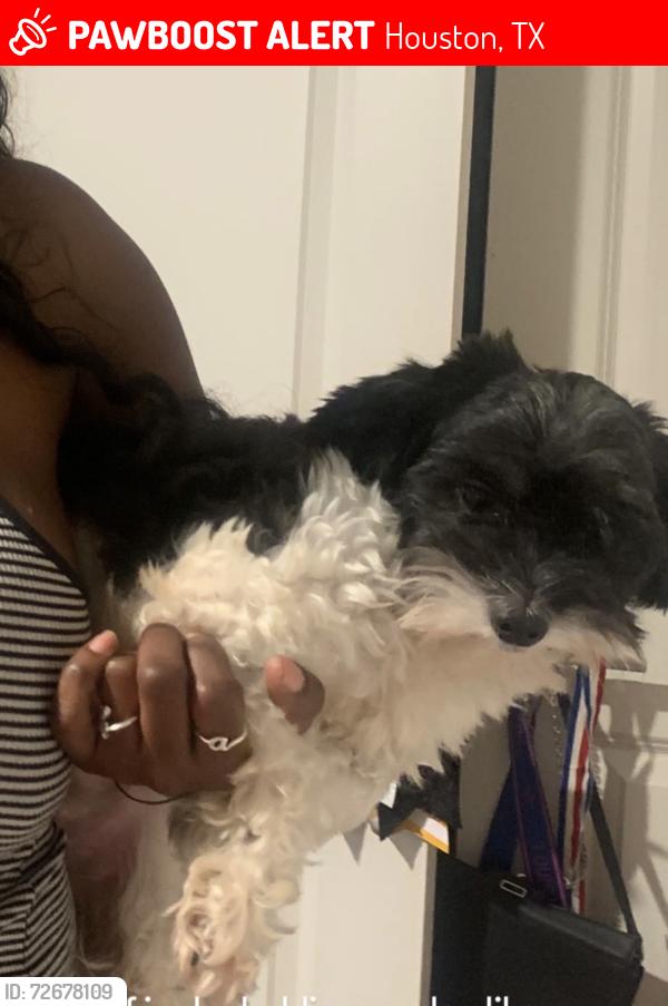 Lost Male Dog last seen Apt, Houston, TX 77088