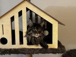 Lost Female Cat last seen Eller and 106th, Fishers, IN 46038