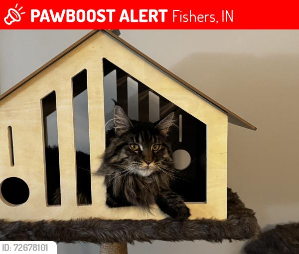 Lost Female Cat last seen Eller and 106th, Fishers, IN 46038