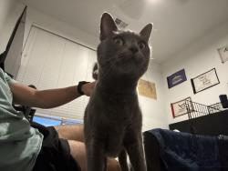 Found/Stray Female Cat last seen Ray and Higley , Gilbert, AZ 85295