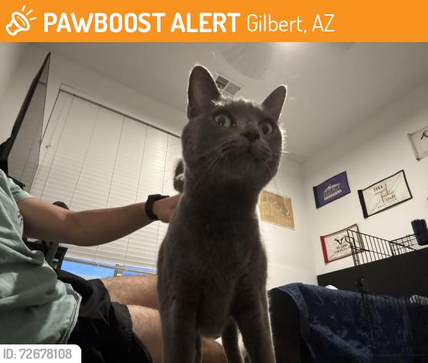 Found/Stray Female Cat last seen Ray and Higley , Gilbert, AZ 85295
