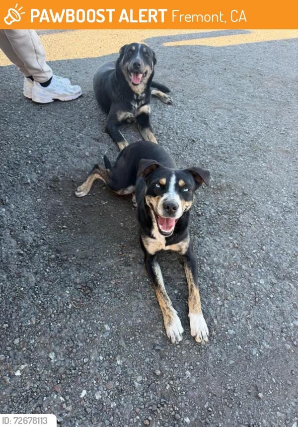Found/Stray Female Dog last seen Automall parkway , Fremont, CA 94538