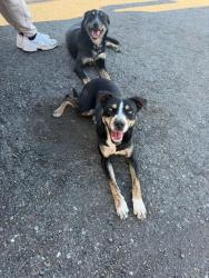 Found/Stray Female Dog last seen Automall parkway , Fremont, CA 94538