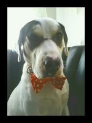 Lost Male Dog last seen Woodreau, Portsmouth, VA 23707