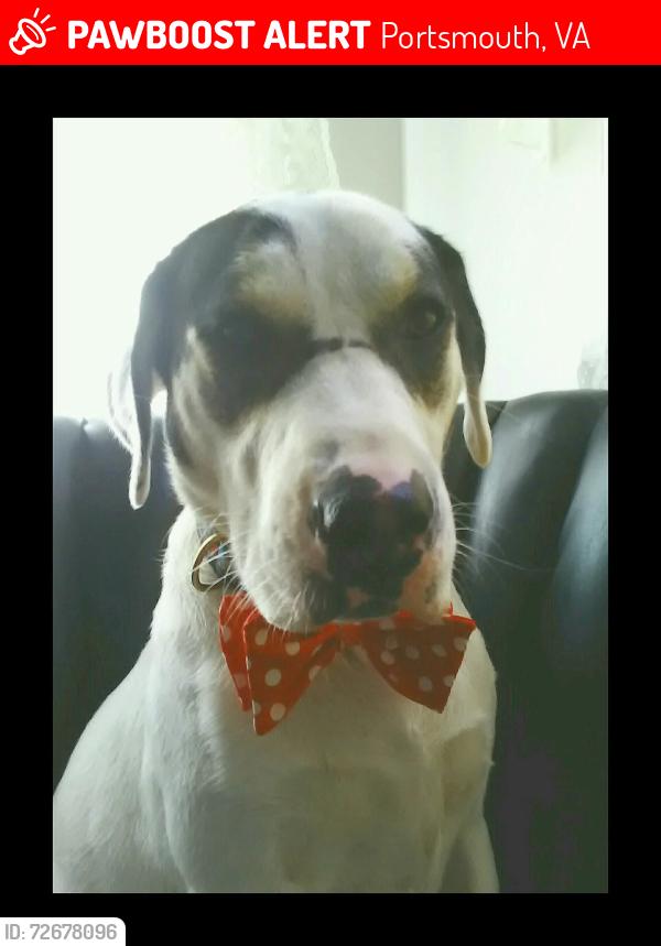 Lost Male Dog last seen Woodreau, Portsmouth, VA 23707