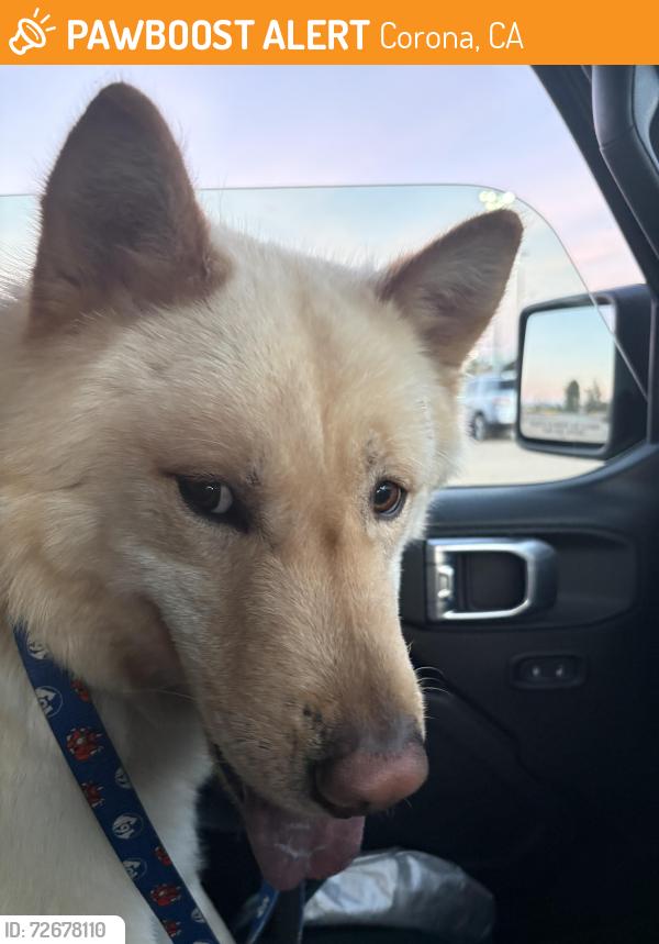 Found/Stray Male Dog last seen Butterflied & Smith, Corona, CA 92878