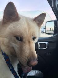 Found/Stray Male Dog last seen Butterflied & Smith, Corona, CA 92878