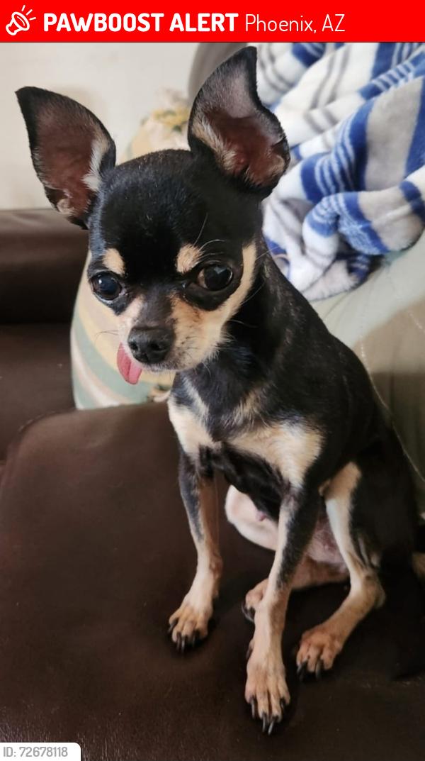 Lost Female Dog last seen 57th ave and camelback , Phoenix, AZ 85031