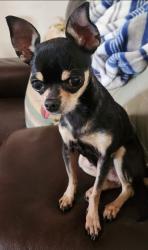 Lost Female Dog last seen 57th ave and camelback , Phoenix, AZ 85031