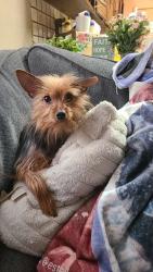 Lost Female Dog last seen Near south division st sapulpa ok , Sapulpa, OK 74066