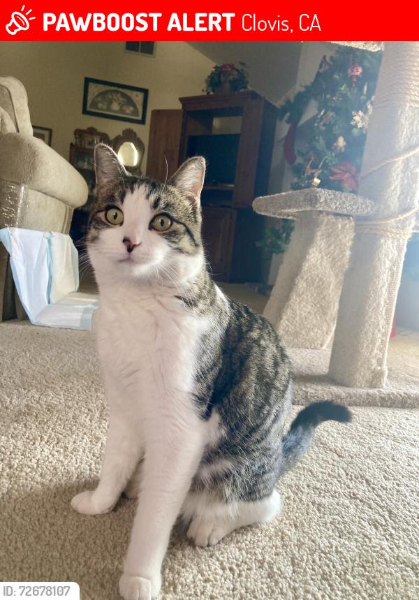 Lost Male Cat last seen Magil & Fremont r cross streets  Peach & Villa run parallel , Clovis, CA 93612