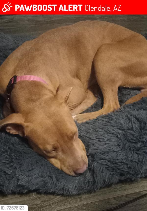 Lost Female Dog last seen 65th ave and W Maryland Ave , Glendale, AZ 85301