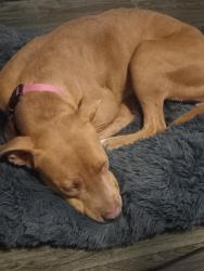Lost Female Dog last seen 65th ave and W Maryland Ave , Glendale, AZ 85301