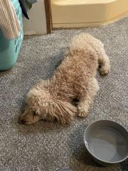 Found/Stray Male Dog last seen Old Beaver Creek Road, Sullivan County, TN 37618