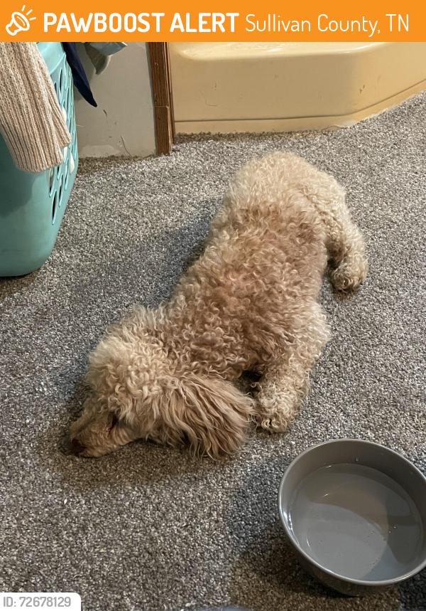 Found/Stray Male Dog last seen Old Beaver Creek Road, Sullivan County, TN 37618