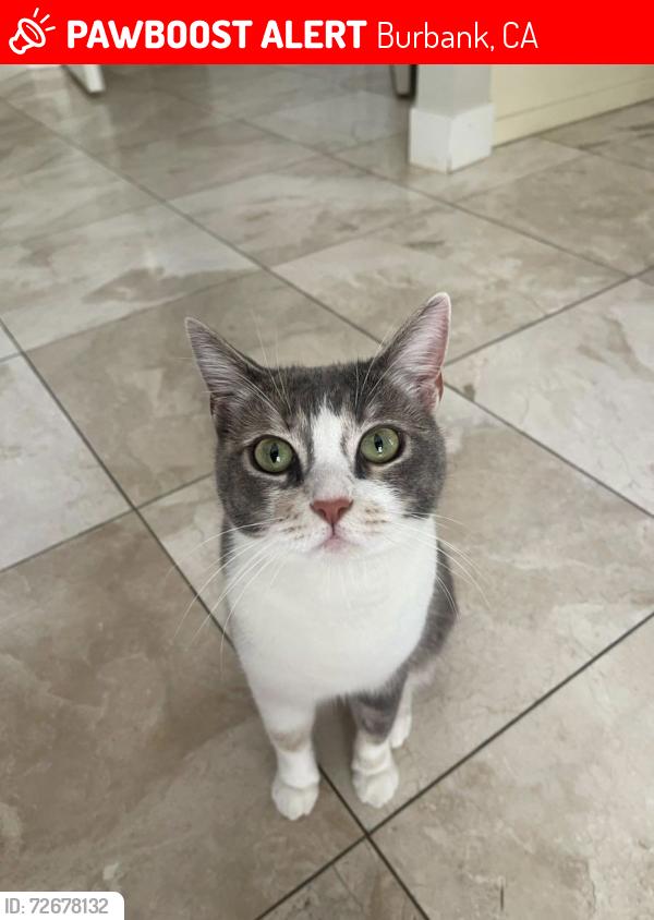 Lost Female Cat last seen Haven way , Burbank, CA 91504