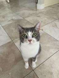 Lost Female Cat last seen Haven way , Burbank, CA 91504