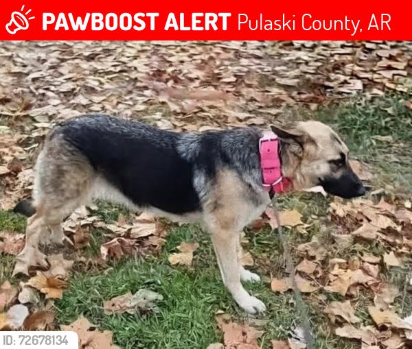 Lost Female Dog last seen Bracy Trail, Landmark , Pulaski County, AR 72206