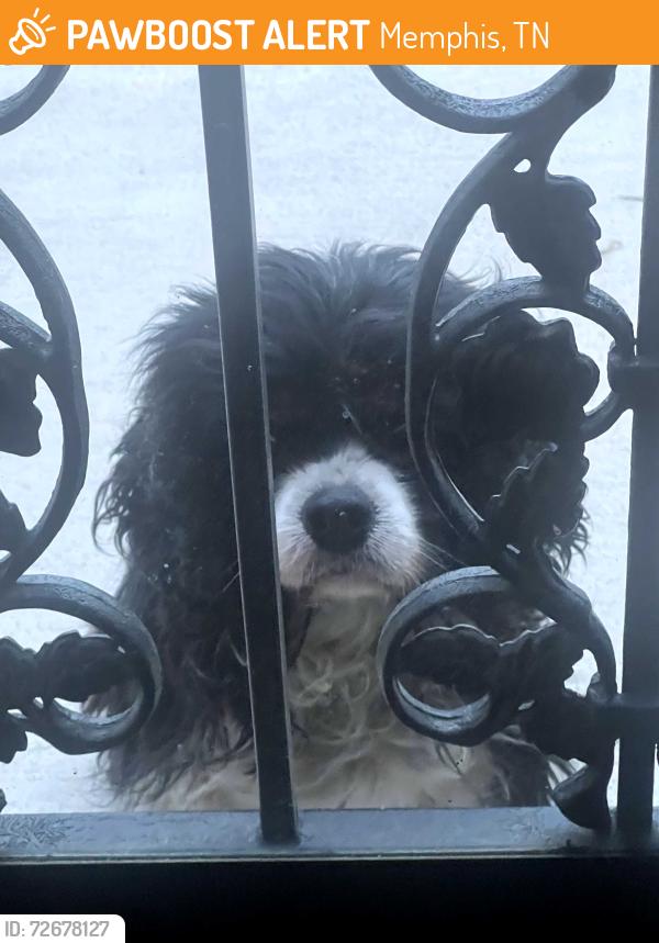 Found/Stray Unknown Dog last seen Silverleaf rd. and Raines rd., Memphis, TN 38115