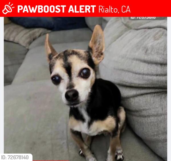 Lost Male Dog last seen Bloomington Ave and Randall ave , Rialto, CA 92376
