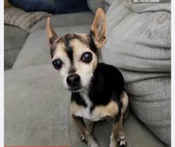 Lost Male Dog last seen Bloomington Ave and Randall ave , Rialto, CA 92376