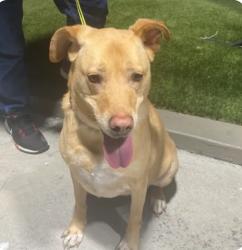 Found/Stray Female Dog last seen Paradise Fuel/Carwash, San Diego, CA 92114