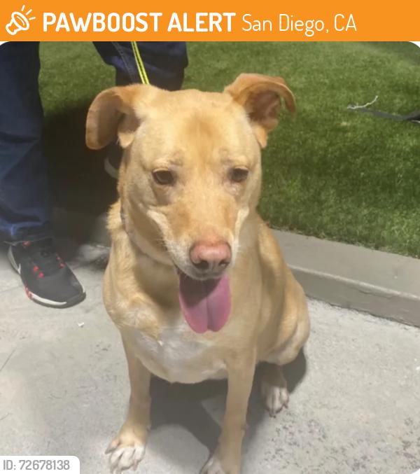 Found/Stray Female Dog last seen Paradise Fuel/Carwash, San Diego, CA 92114