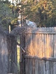 Found/Stray Unknown Cat last seen Pinewood Forest neighborhood, Conroe TX, Conroe, TX 77304