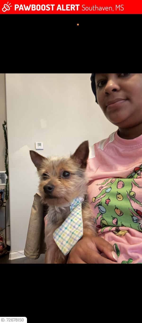 Lost Male Dog last seen Church rd(Snowden Grove), Southaven, MS 38672