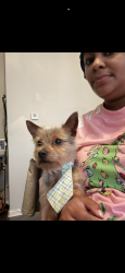 Lost Male Dog last seen Church rd(Snowden Grove), Southaven, MS 38672