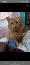 Lost Male Cat last seen Leesville rd , Raleigh, NC 27613