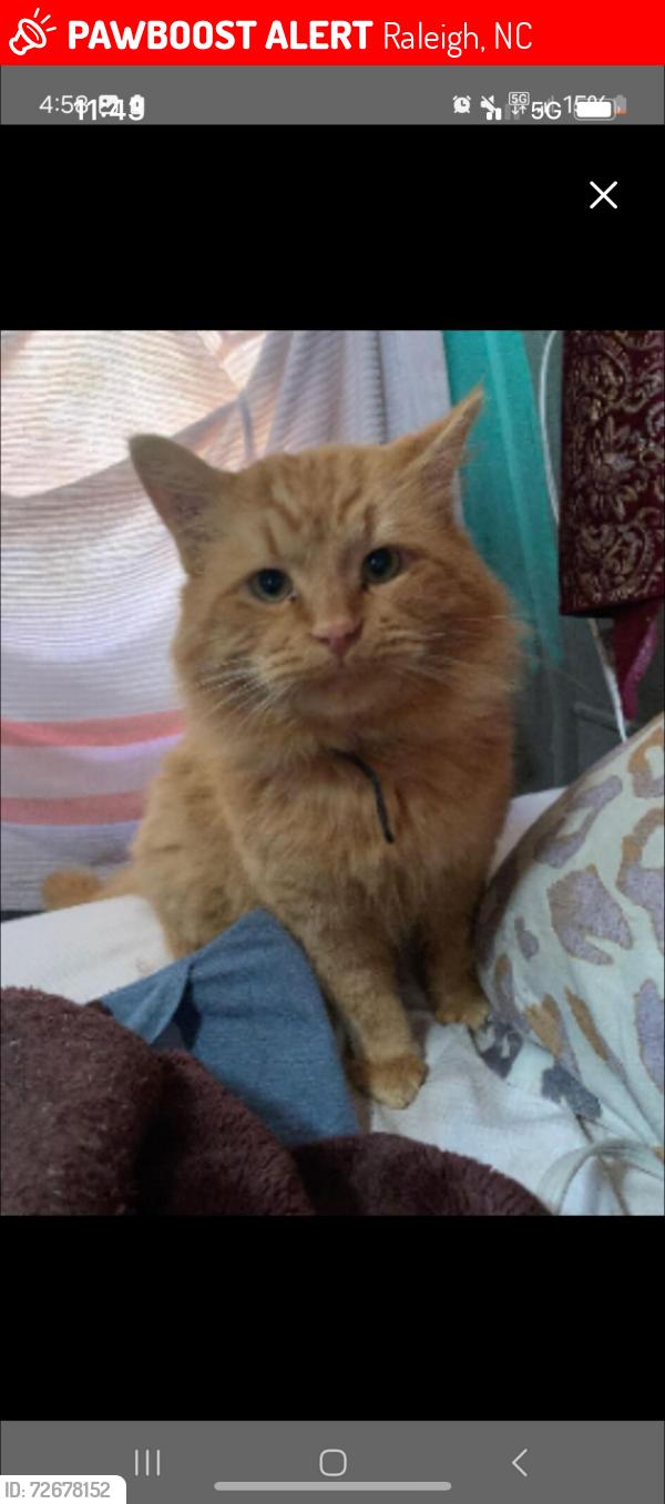 Lost Male Cat last seen Leesville rd , Raleigh, NC 27613