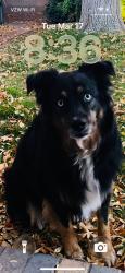 Lost Female Dog last seen Sky Valley & Foxtail Creek, Henderson, NV 89052