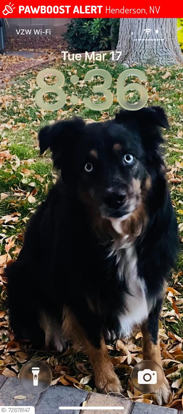 Lost Female Dog last seen Sky Valley & Foxtail Creek, Henderson, NV 89052