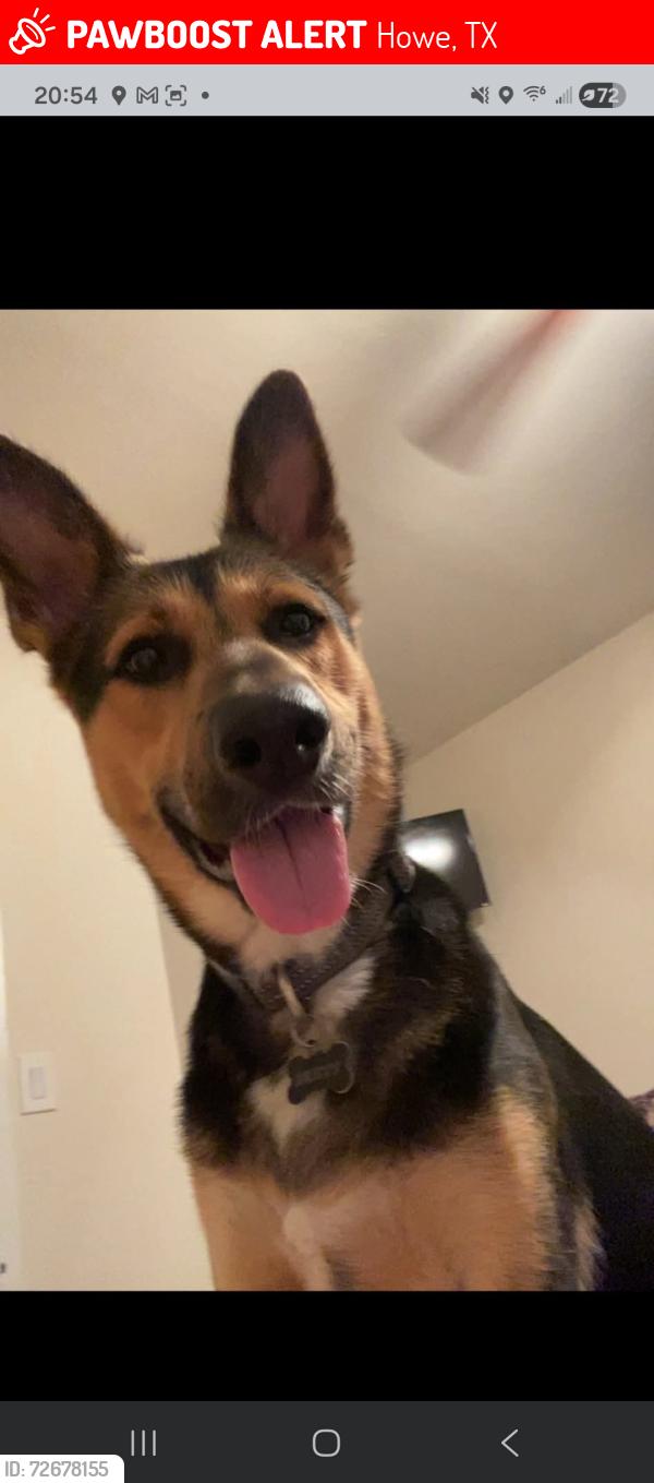 Lost Male Dog last seen Red and 902/tom bean, Howe, TX 75459