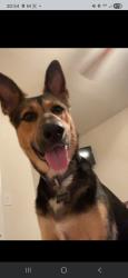 Lost Male Dog last seen Red and 902/tom bean, Howe, TX 75459