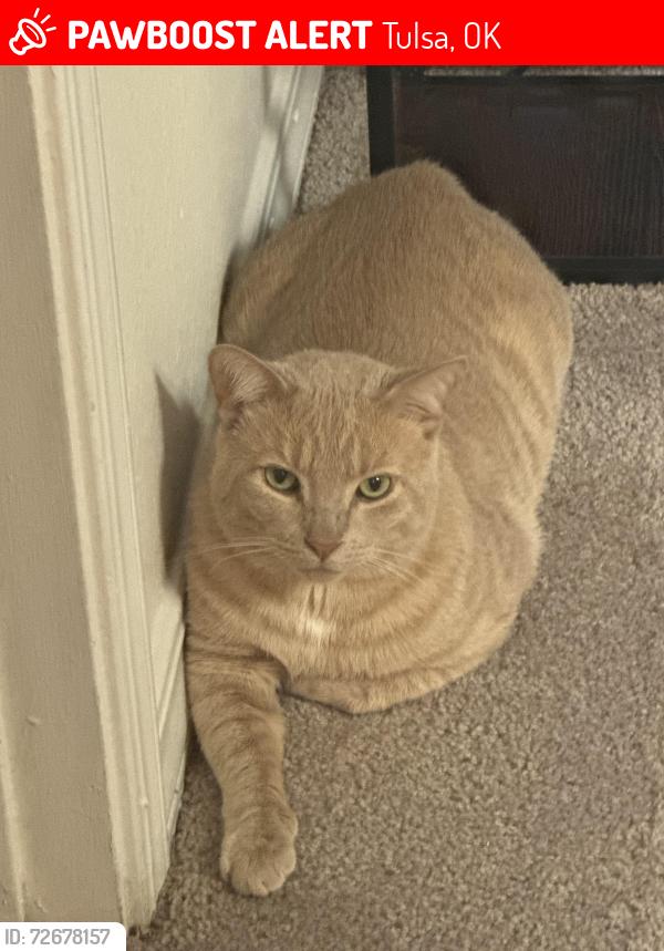 Lost Male Cat last seen 71st on South Memorial , Tulsa, OK 74133