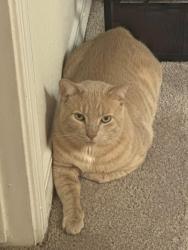 Lost Male Cat last seen 71st on South Memorial , Tulsa, OK 74133