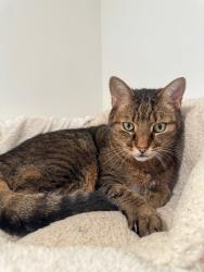 Lost Male Cat last seen Lake Debra, Orlando, FL 32835