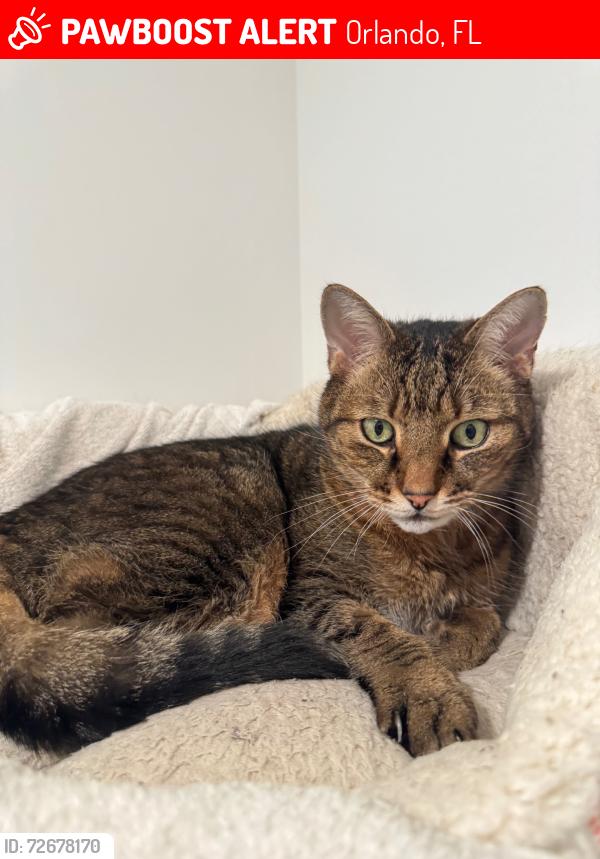 Lost Male Cat last seen Lake Debra, Orlando, FL 32835