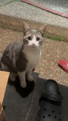 Found/Stray Male Cat last seen Stella link, Houston, TX 77025