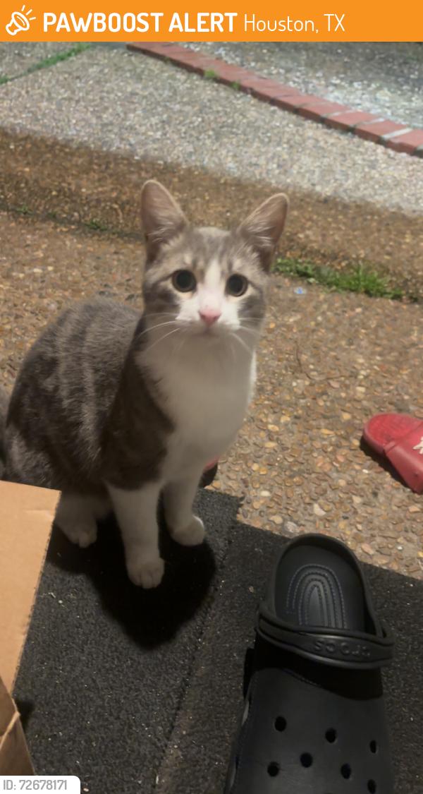Found/Stray Male Cat last seen Stella link, Houston, TX 77025