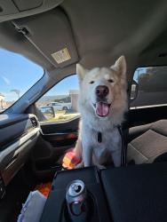 Found/Stray Male Dog last seen Anza and torrance blvd , Torrance, CA 90503